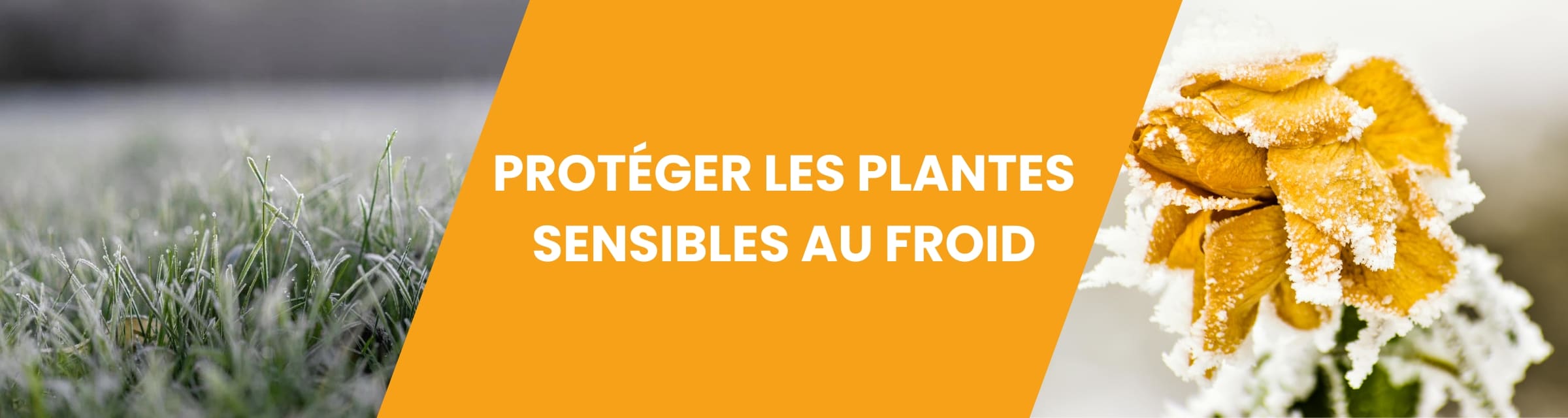 PROTEGER LES PLANTES SENSIBLES AU FROID