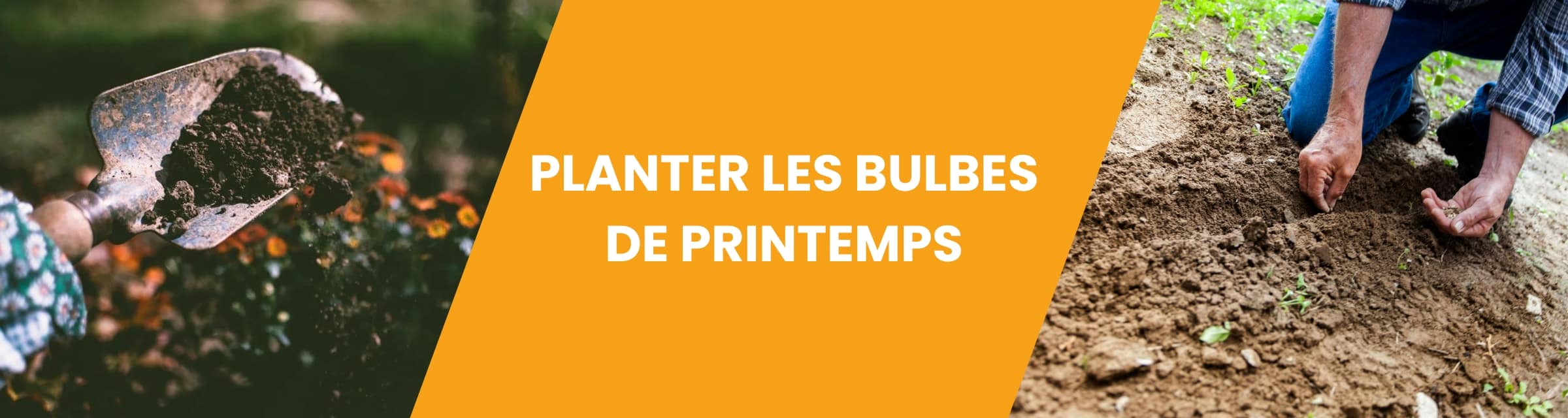 PLANTER LES BULBES DE PRINTEMPS