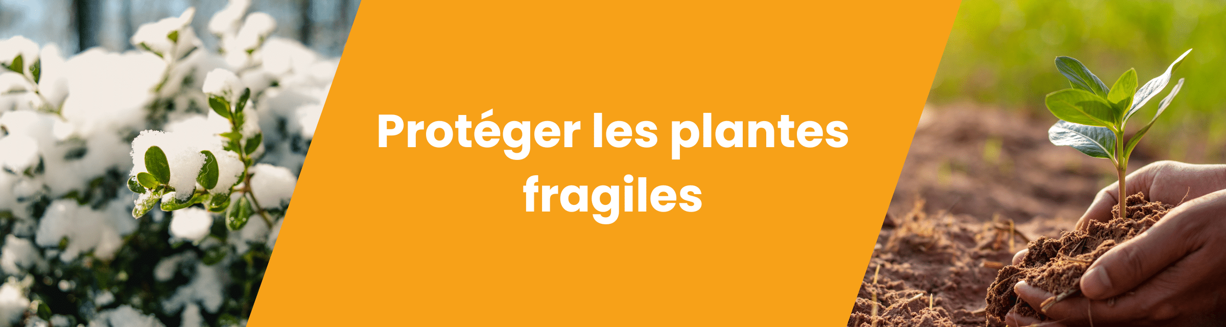 Protéger les plantes fragiles